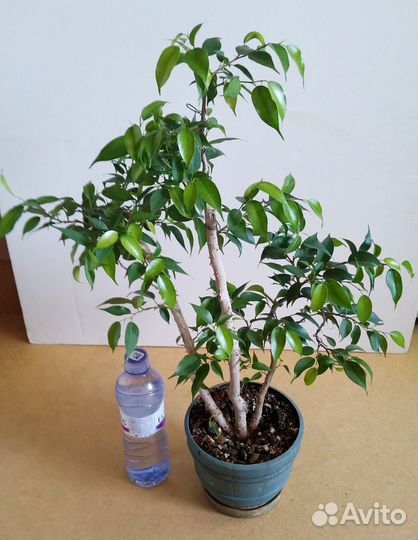 Фикус бенджамина