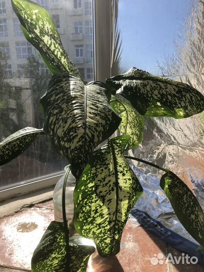 Дифинбахия