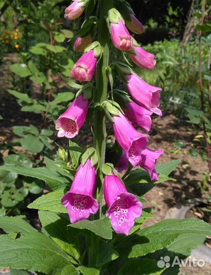 Наперстянка ядовитая (рассада)