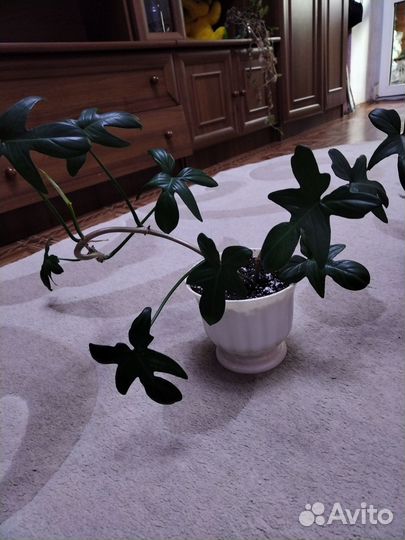 Филодендрон