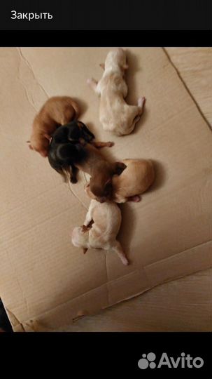 Той-терьер вязка