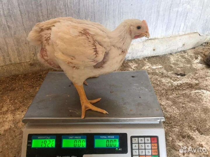 Цыплята бройлеры, утята, муларды