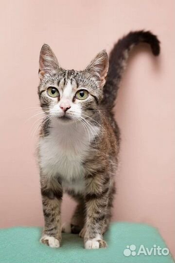 Европейская кошка кот котенок в добрые руки