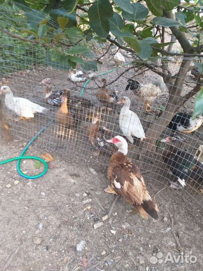 Утки шипуны