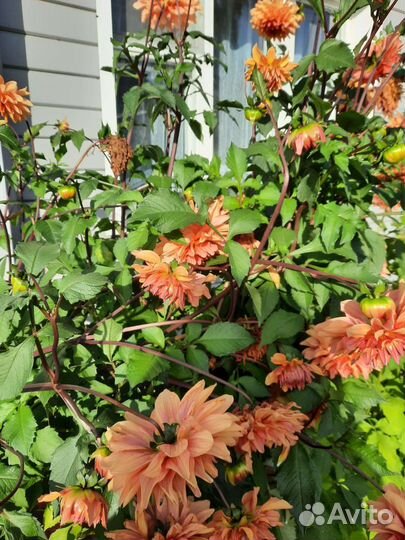 Георгины клубни. Бесплатно