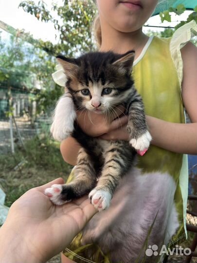 Котята в добрые руки