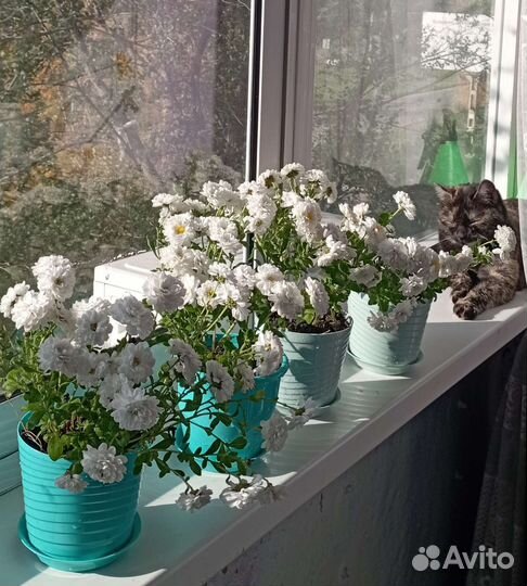 Хризонтема