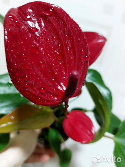 Антуриум редкие сорта