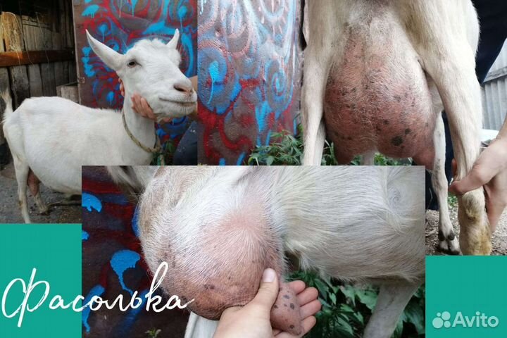 Продаются козы