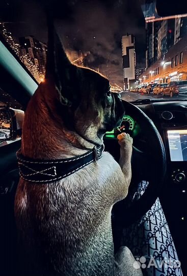 Французский бульдог щенки