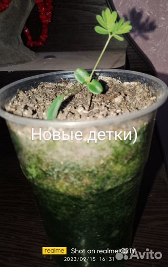 Мимоза стыдливая