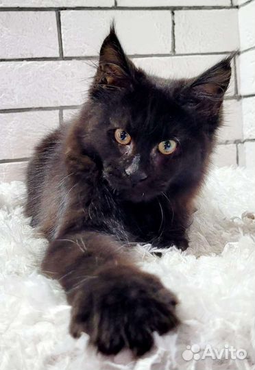 Котята мейн-кун тяжеловес