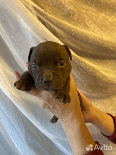 Американский булли