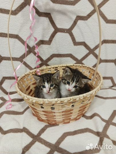 Котик 1 мес