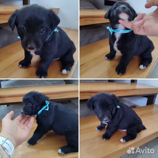 Щенята в добрые руки