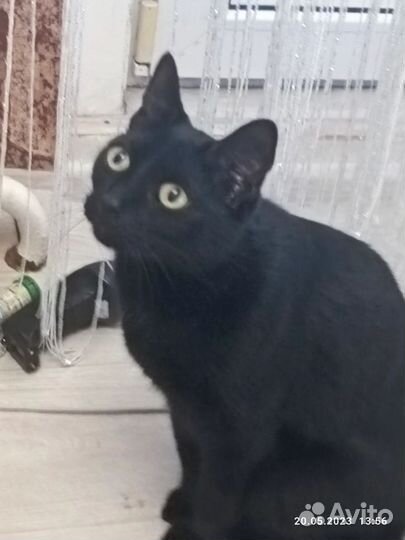 Котик бесплатно