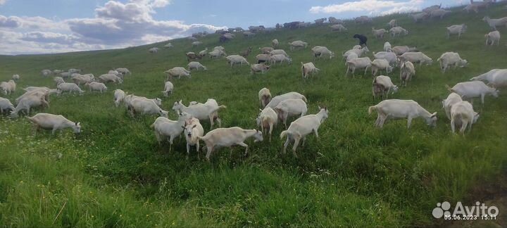 Зааненские козы дойные