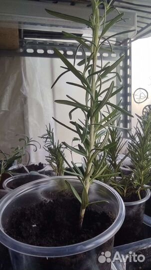 Розмарин крымский, саженцы кустовой