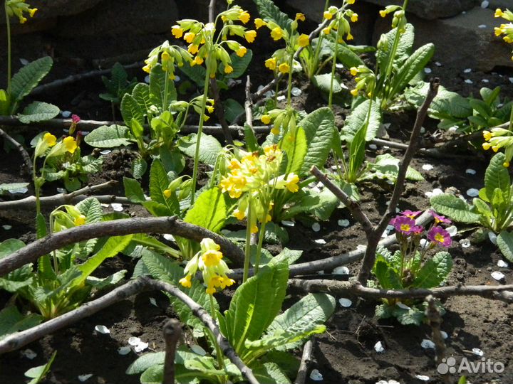 Примула садовая