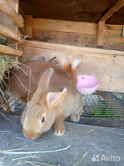 Кролик