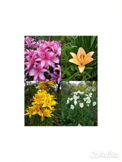 Луковицы лилий, ветреница