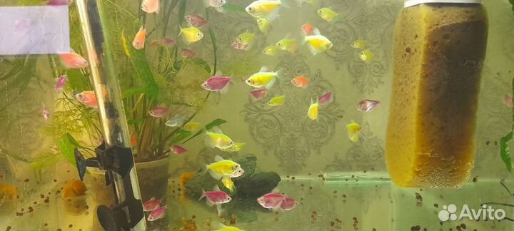 Аквариумные рыбки