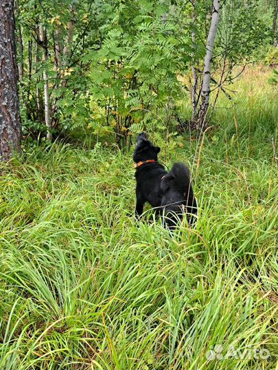 Щенки русско европейской лайки