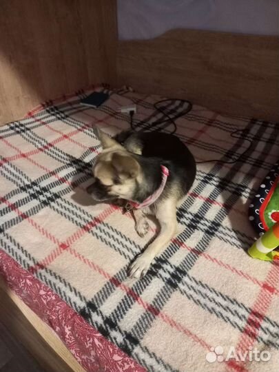 Чихуахуа mini девочка