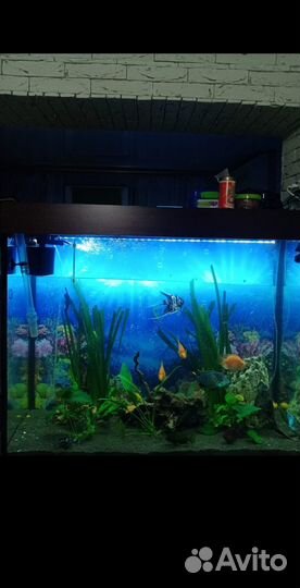 Аквариум