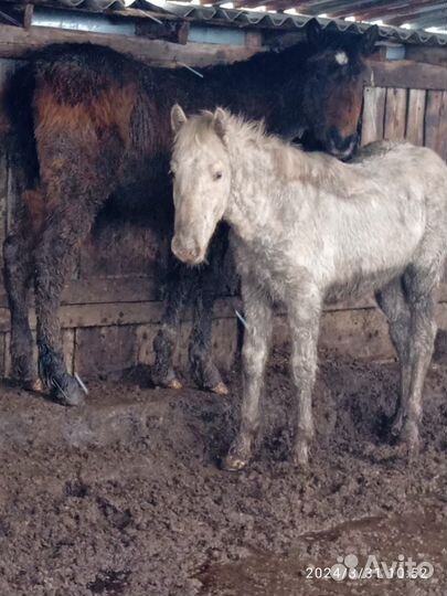 Лошади жеребята