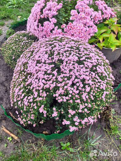 Хризантемы мультифлора