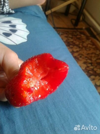 Азия -Рассада