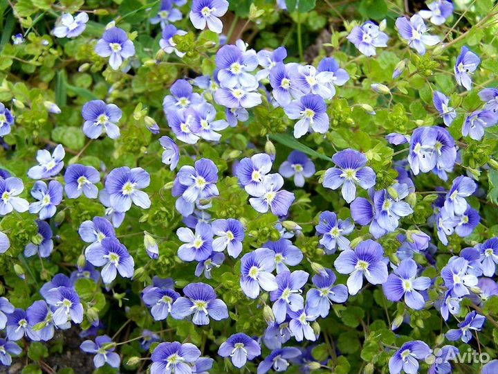 Многолетники для альпийской горки