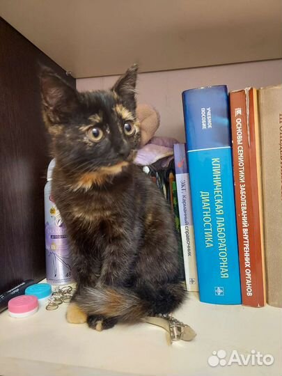 Котенок с медными глазами в дар