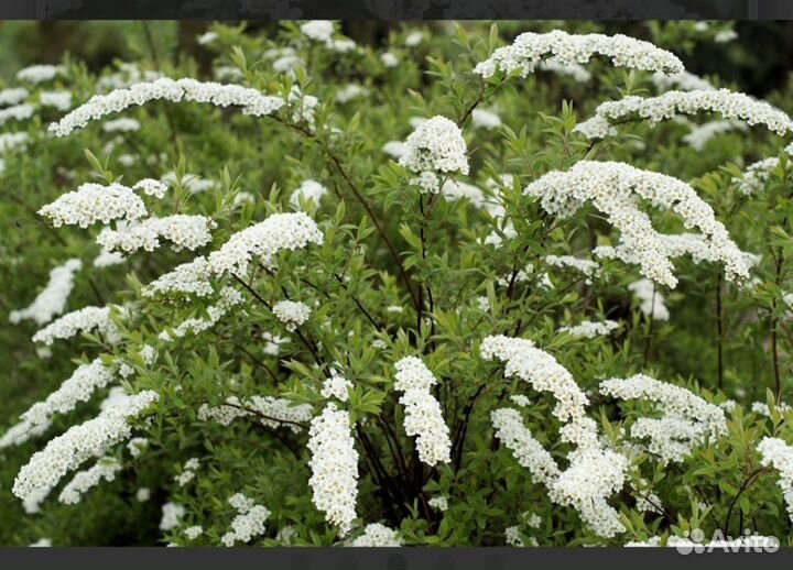 Сперея зверобоелистная, саженцы