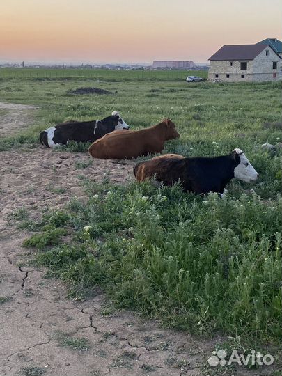 Домашние животные