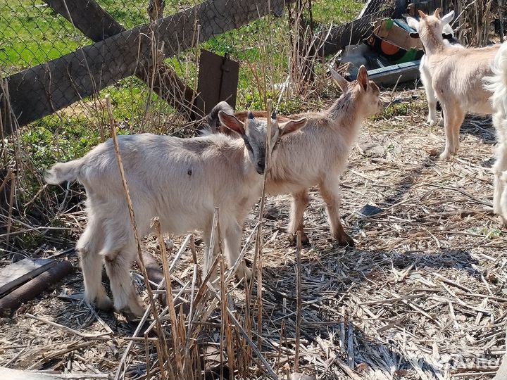 Козочки зааненские/альпийские