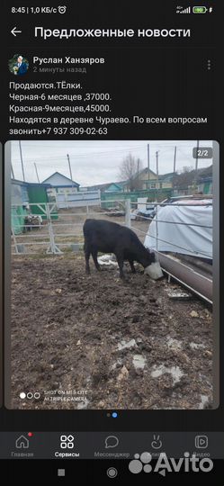 Животные