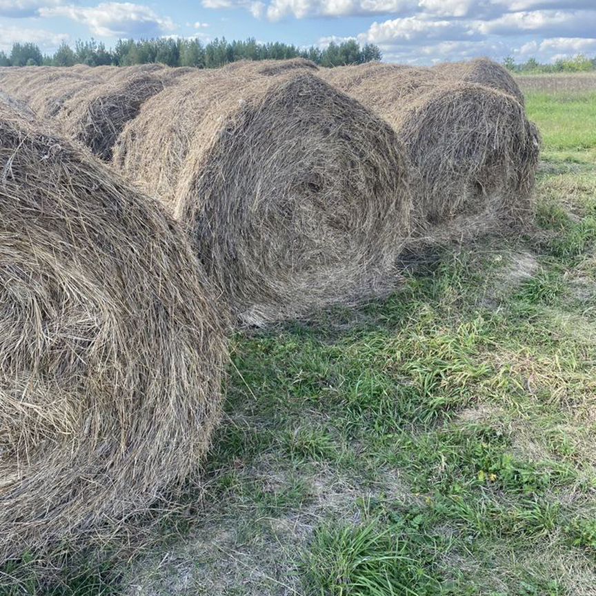 Продам сено в рулонах