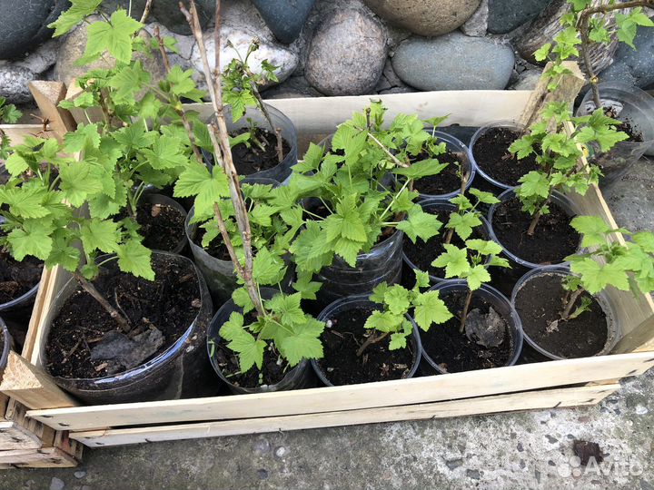 Саженцы черной, красной, белой смородины