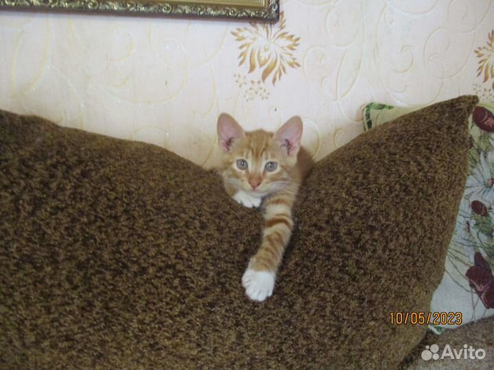 2 котёнка-девочки