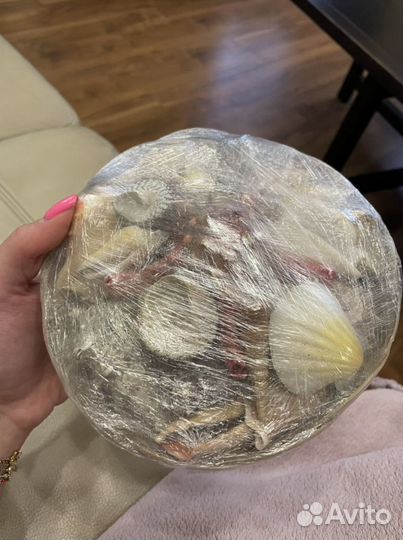 Морские ракушки раковины