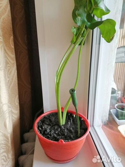 Калла белая