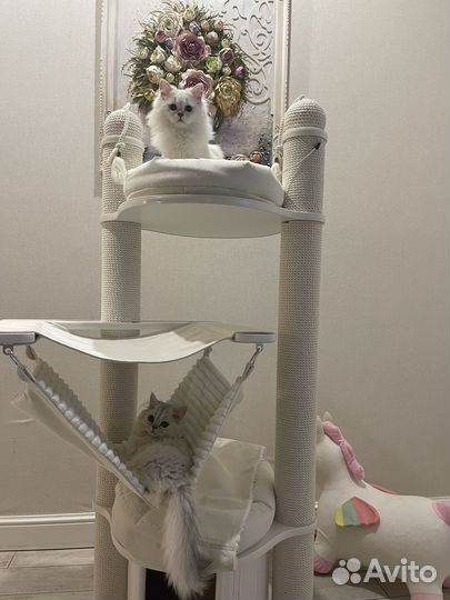 Шотландский кот окрас поинт