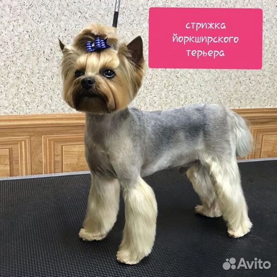 Стрижка собак