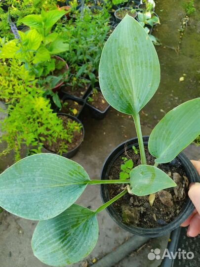 Хосты разные