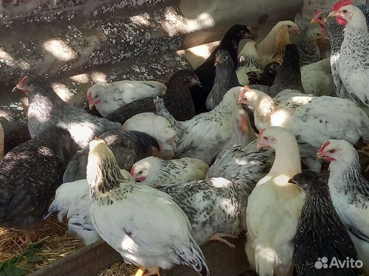 Курочки несушки