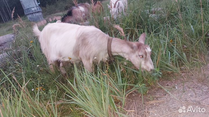 Коза дойная