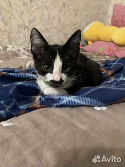 Домашние животные кошки