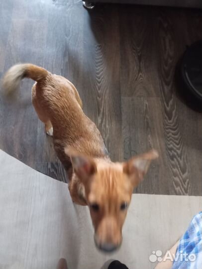 В добрые руки